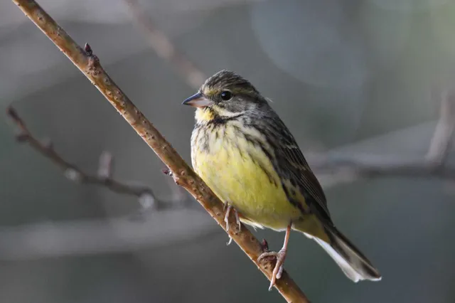 Species Image