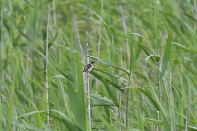 Species Image