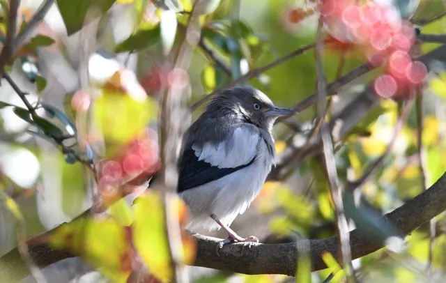 Species Image