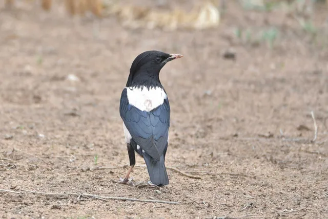野鳥の写真