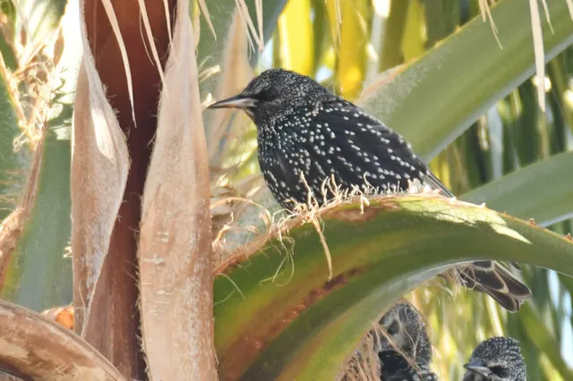 Species Image
