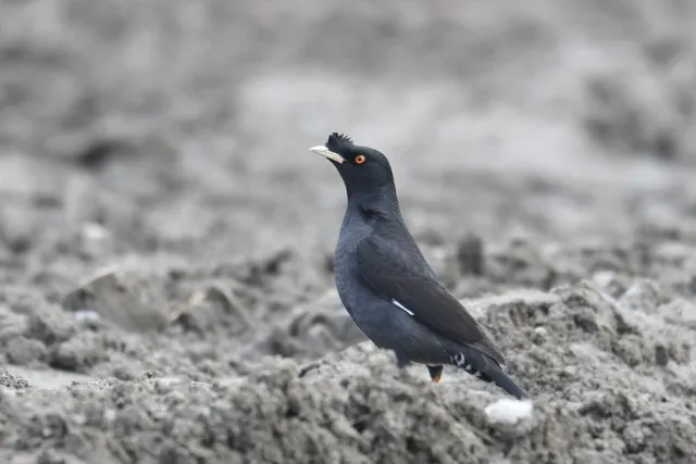 Species Image