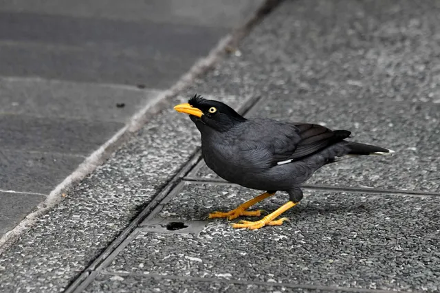 Species Image