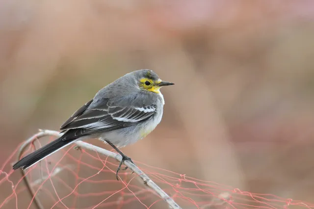 Species Image