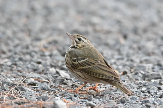 Species Image