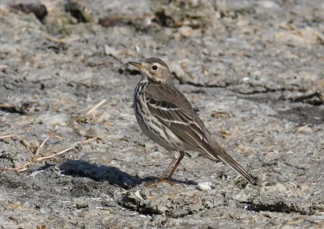 Species Image