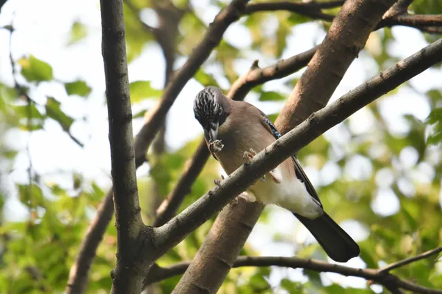 Species Image