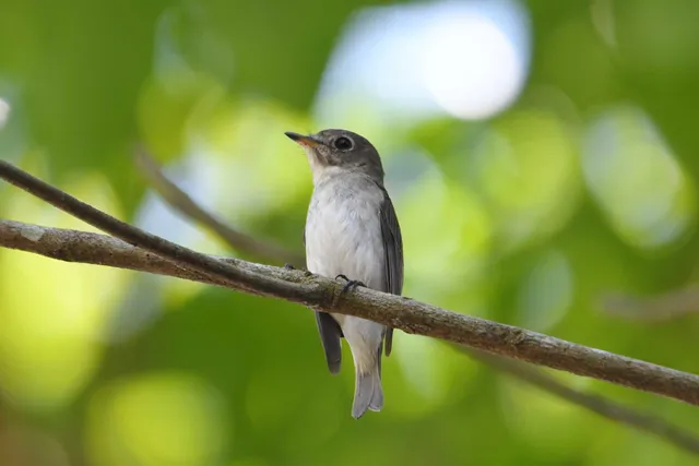 Species Image