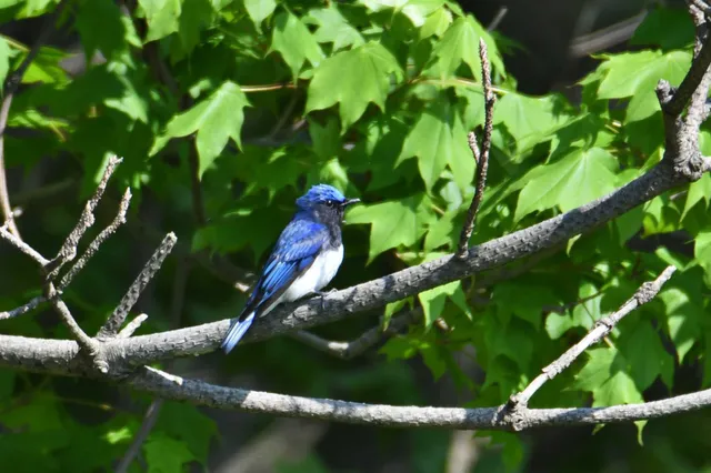 Species Image