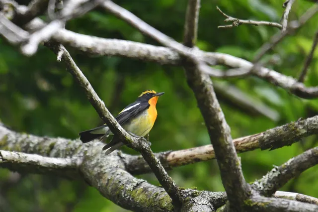 Species Image