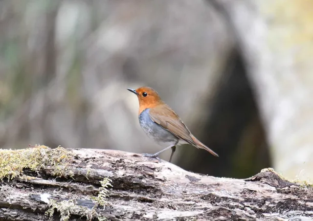Species Image