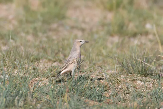Species Image