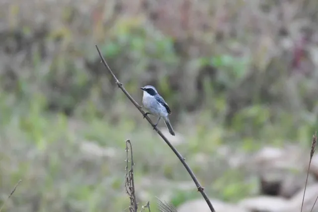 Species Image