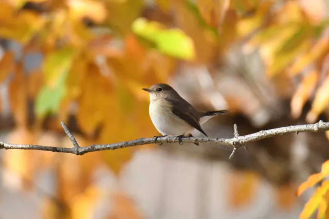 Species Image