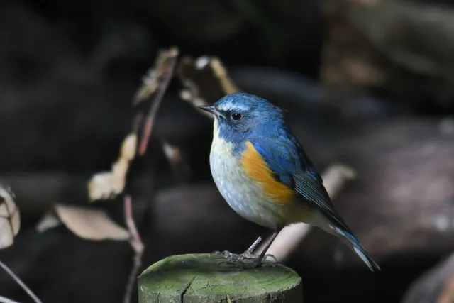 Species Image