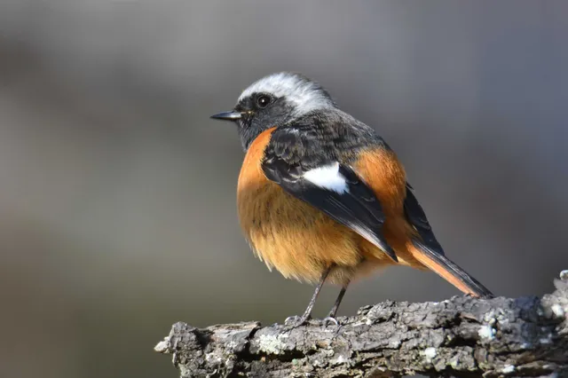 Species Image