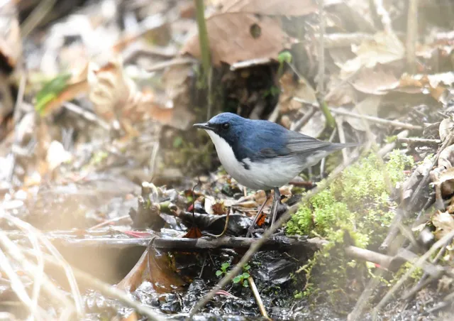 Species Image