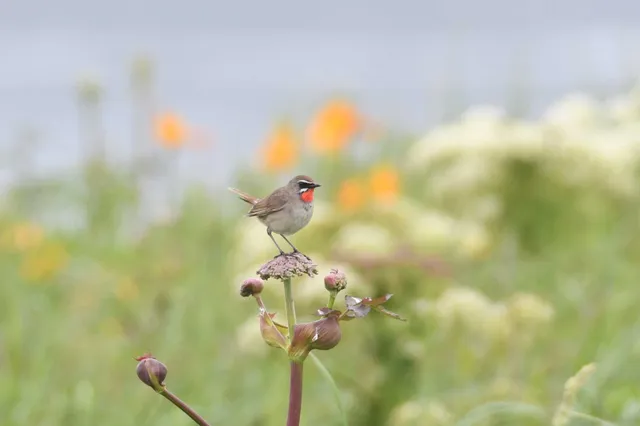 Species Image
