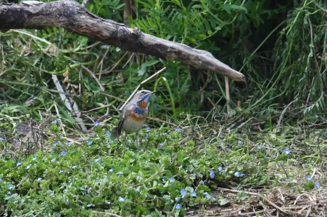 野鳥の写真