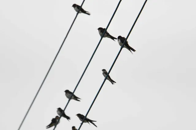 野鳥の写真