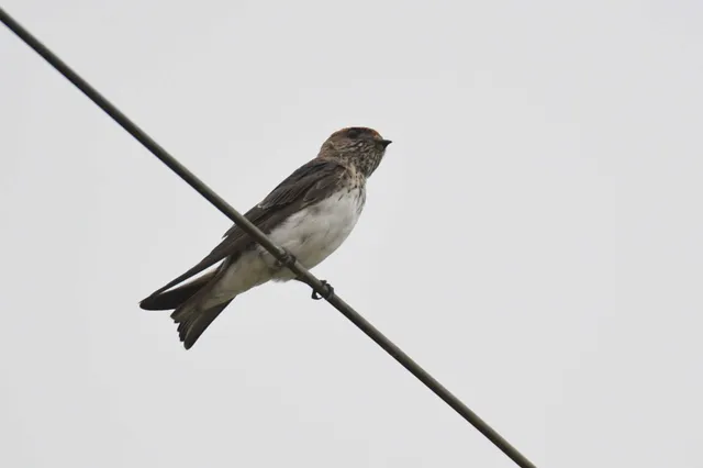 Species Image