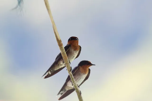 Species Image