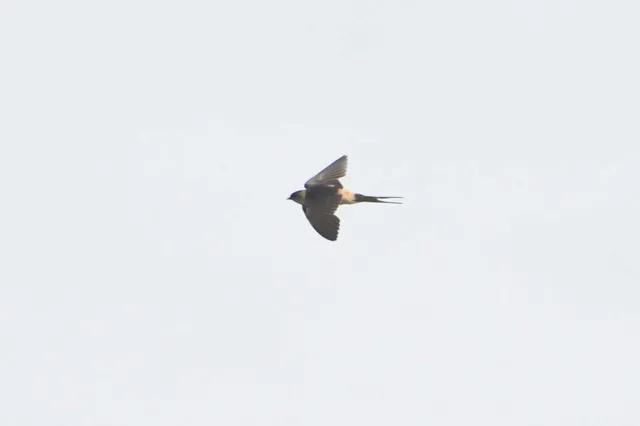 Species Image
