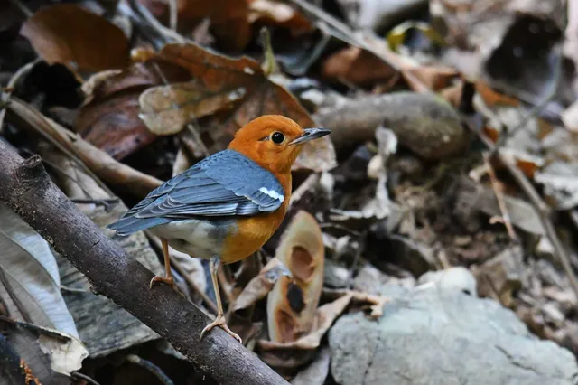 Species Image