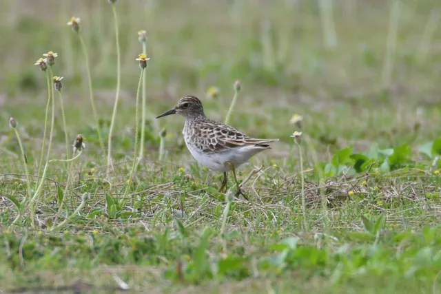 Species Image