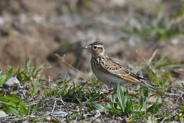 Species Image