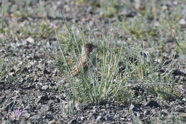 Species Image