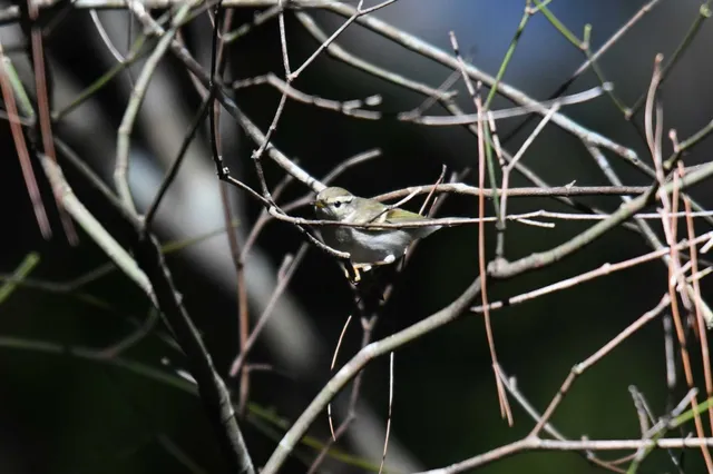 Species Image