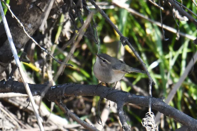 Species Image