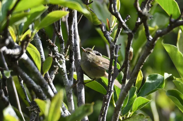 Species Image