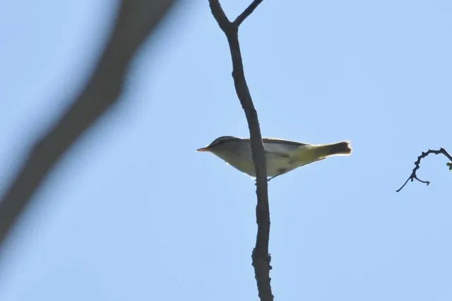 Species Image