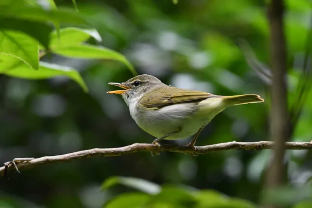 Species Image