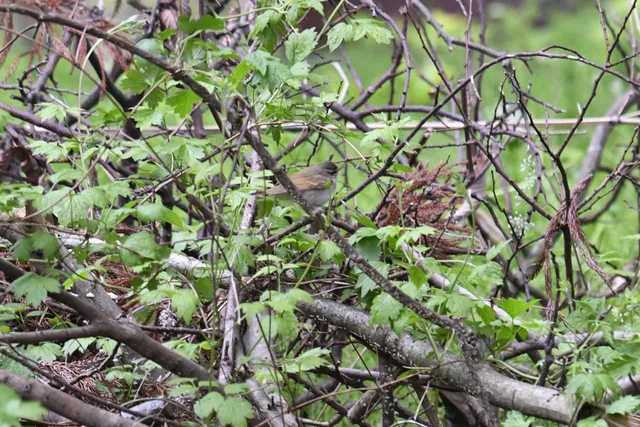 Species Image