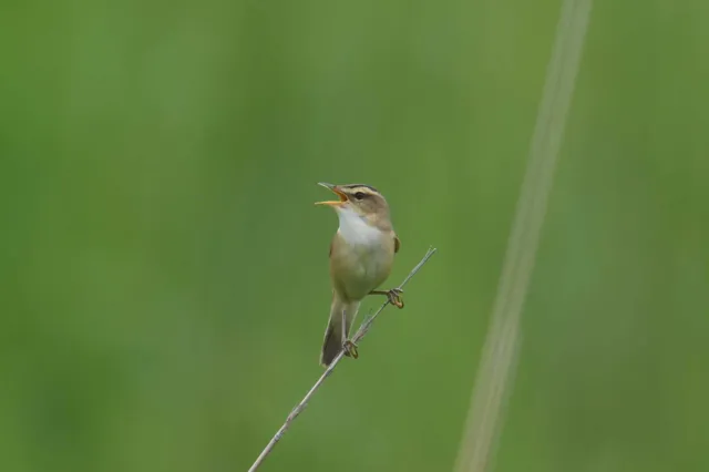 Species Image