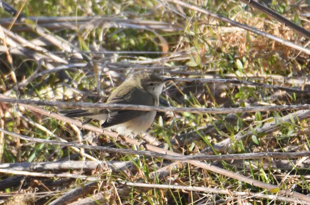 Species Image