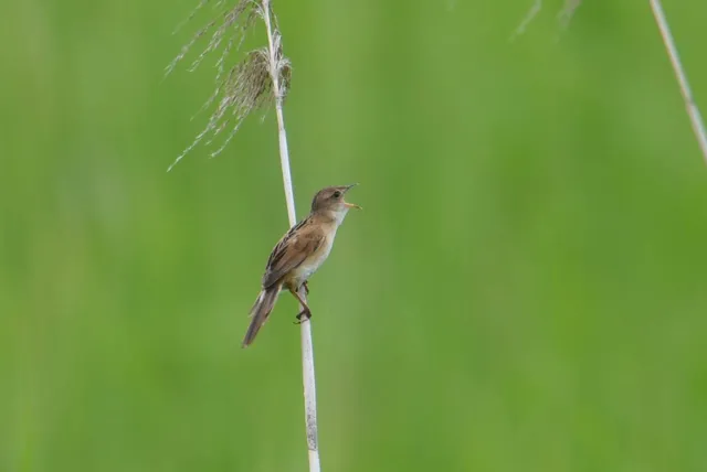 Species Image