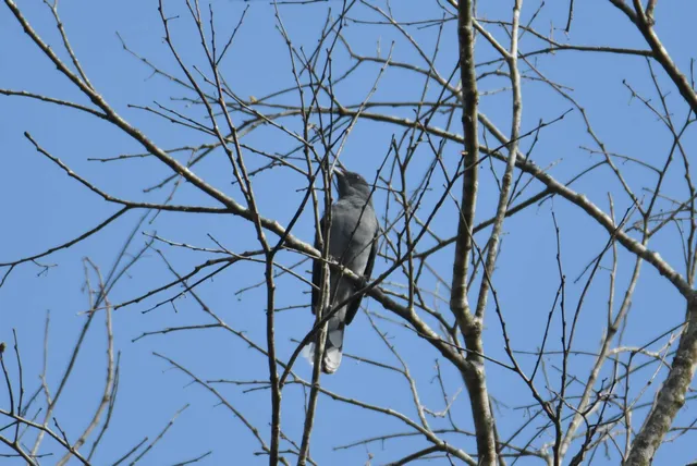 Species Image
