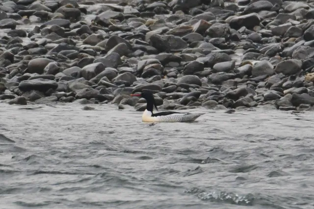 Species Image