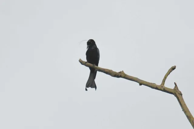 Species Image
