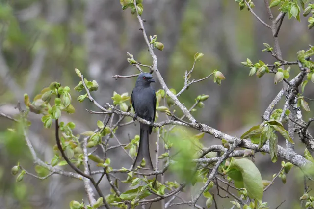 Species Image