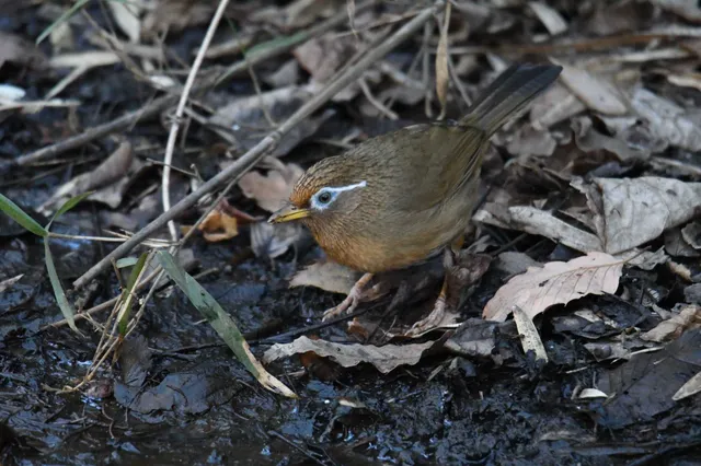 Species Image