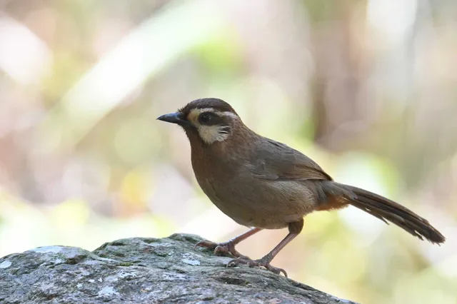 Species Image