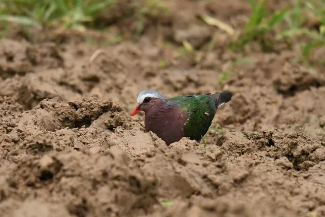 Species Image