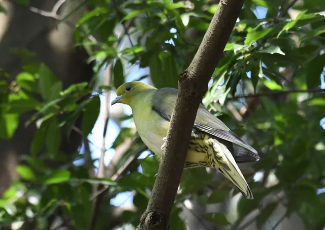 Species Image