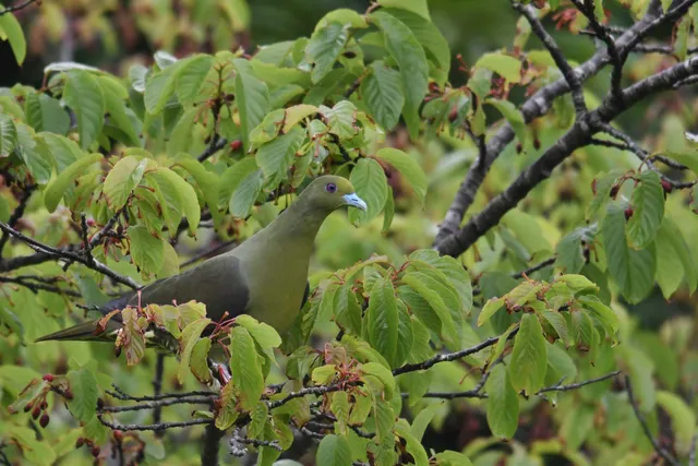Species Image