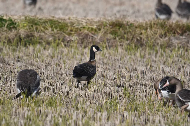Species Image